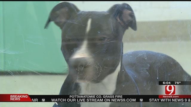 Dog Beaten During A Domestic Available For Adoption Soon