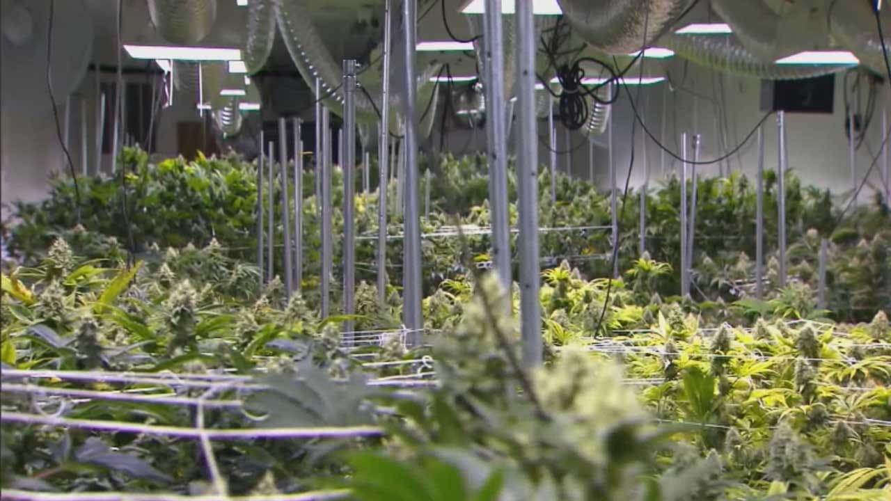 Struggle Continues As Medical Marijuana Law Goes Into Effect