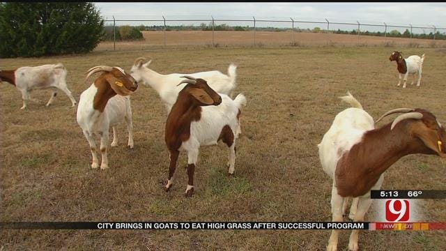 OKC Buys Goats After Successful Pilot Program