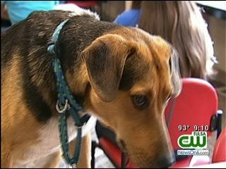 Tulsa Red Cross Hosts Pet First Aid Clinic
