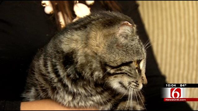 Claremore Mother Discovers Cat's Ears Cut Off, Left On Porch