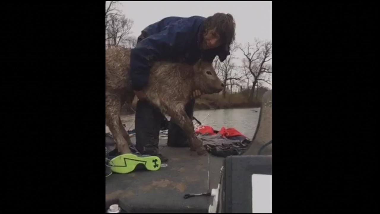Two Oklahoma Fishermen Rescue Calf Stranded On Muddy Bank