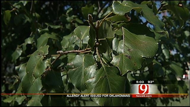 High Allergy Alert Issued In Oklahoma This Weekend