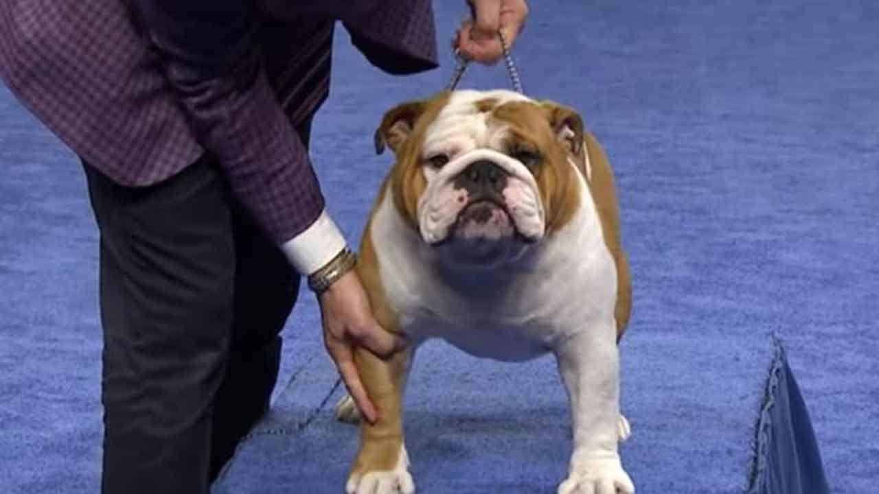 'Thor' The Bulldog Wins Best In Show At 2019 National Dog Show