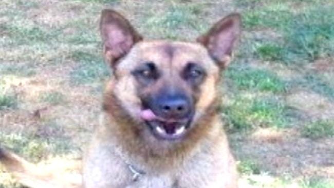 Bartlesville Police Dog Dies Falls Victim To Summer Heat