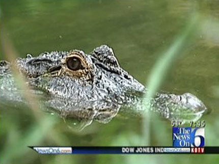 Wild Wednesday: Amazing Alligators