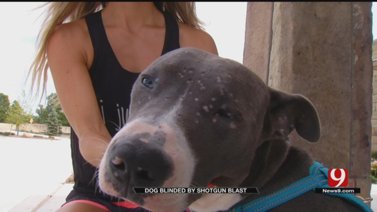 Pit Bull Blind After Being Shot In Face