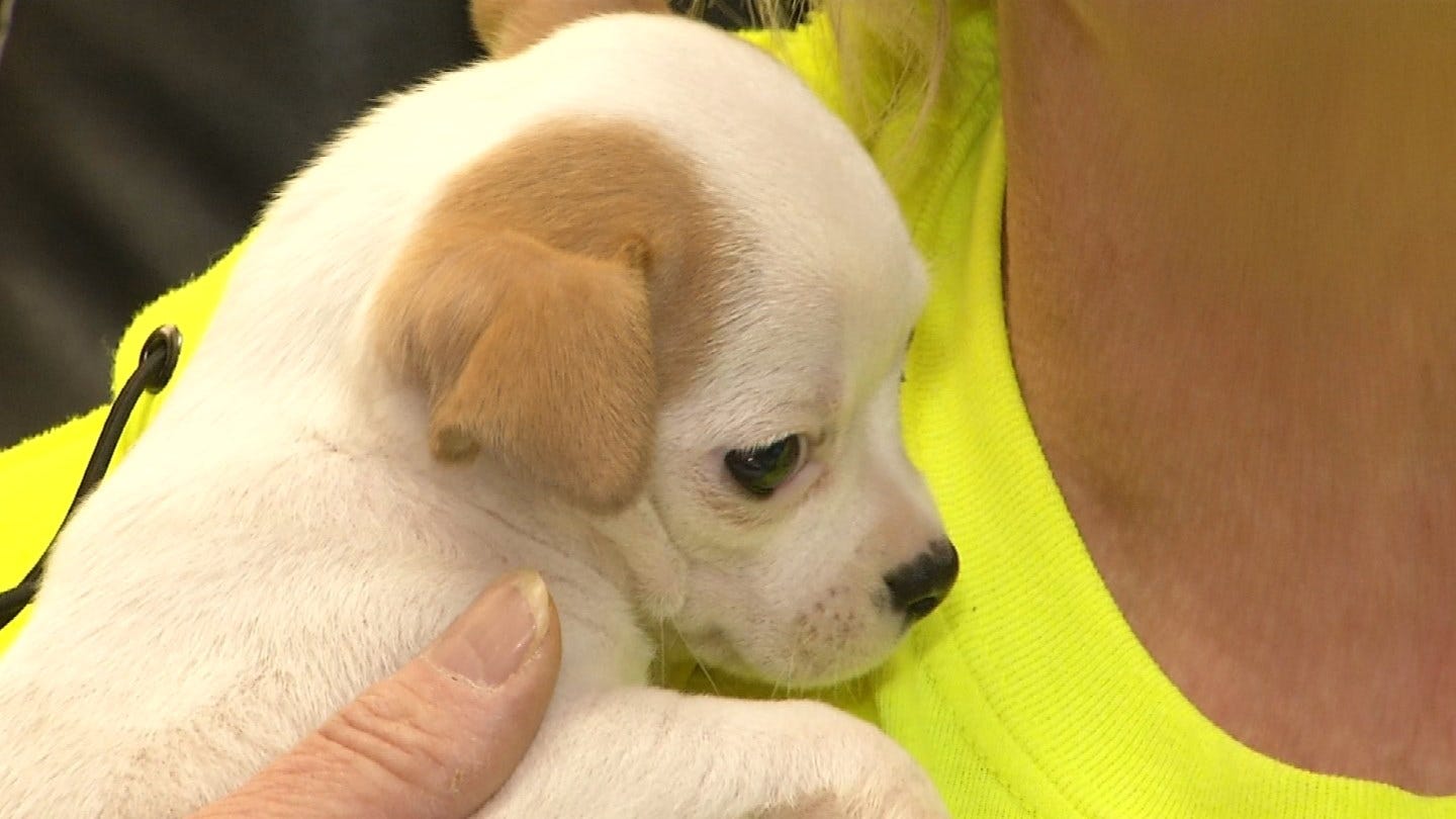 Pawhuska Women Claim City Is Hampering Efforts To Save Dogs From Euthanization