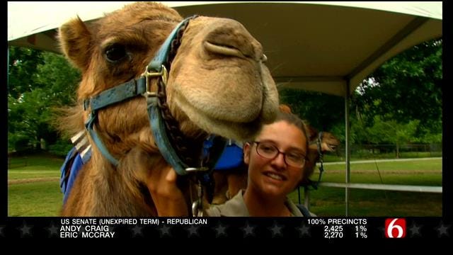 Wild Wednesday: Tulsa Zoo's Sassy The Camel