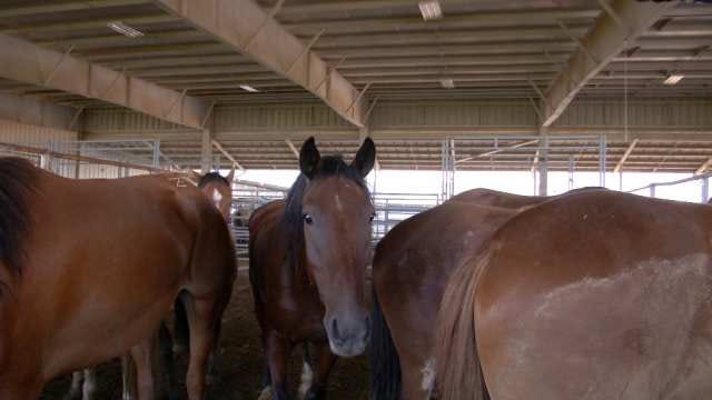 Claremore Hosts Wild Horse Adoption Event
