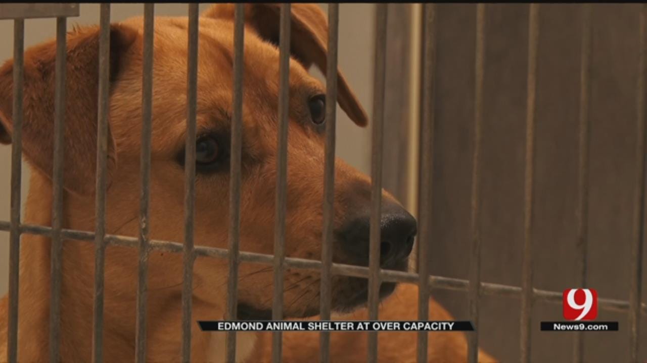 Edmond Animal Shelter Is Over Capacity; Asking For The Public's Help