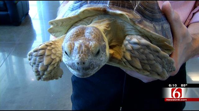 Oklahoman Shows Off African Sulcata Tortoise