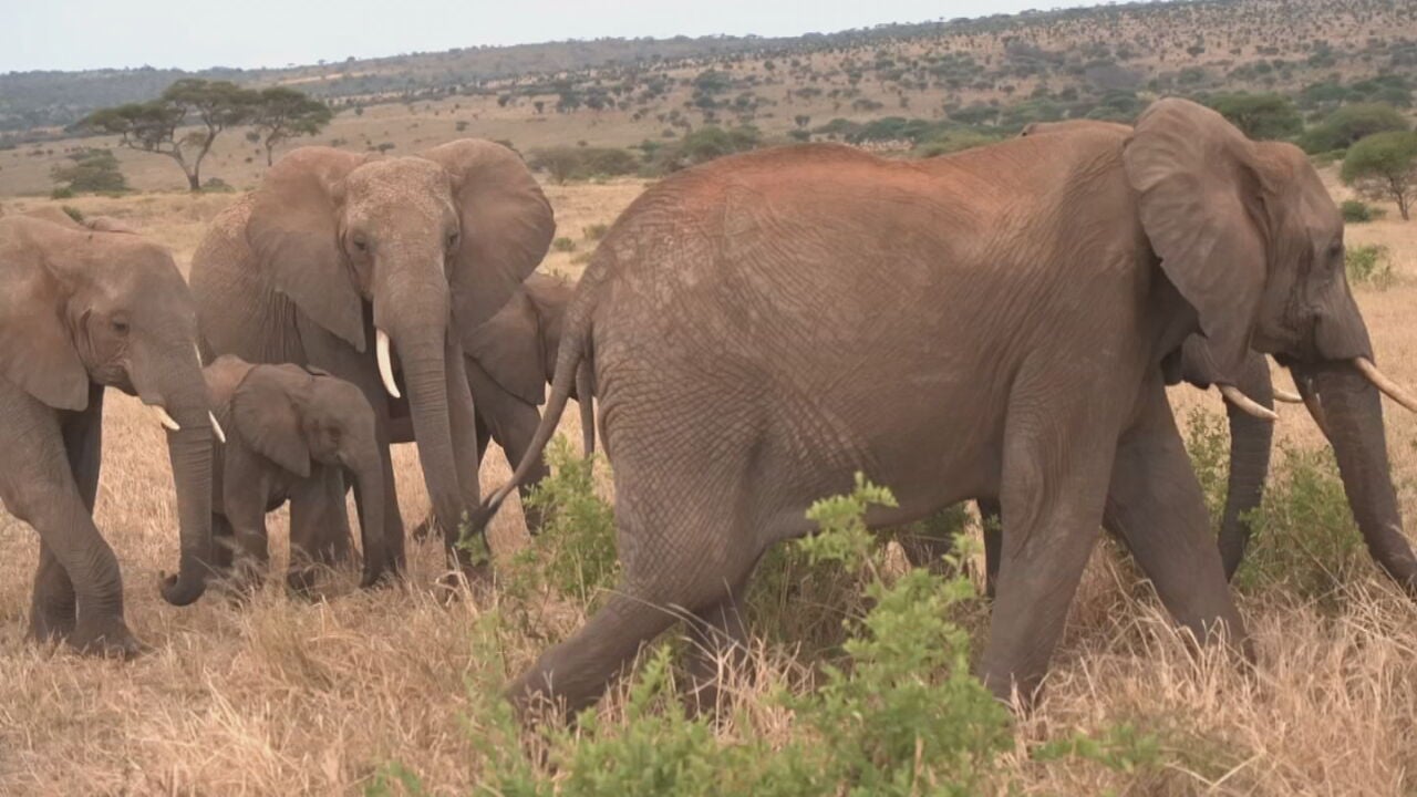 During this past summer, our Oklahoma City sister station, News 9, took a trip to Africa to find out how the Oklahoma City Zoo's conservation efforts are helping wild animals that live over eight-thousand miles away.