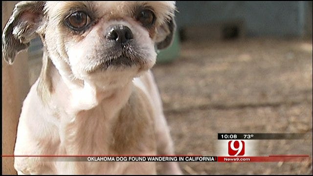 Oklahoma Dog's "Tail" Of Survival