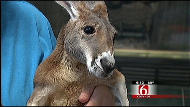 Injured Kangaroo Helps Save Caregiver's Life