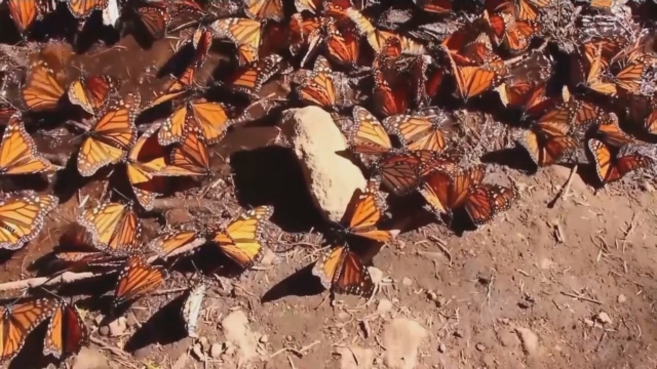Population Of Monarch Butterflies Up 144% In Central Mexico