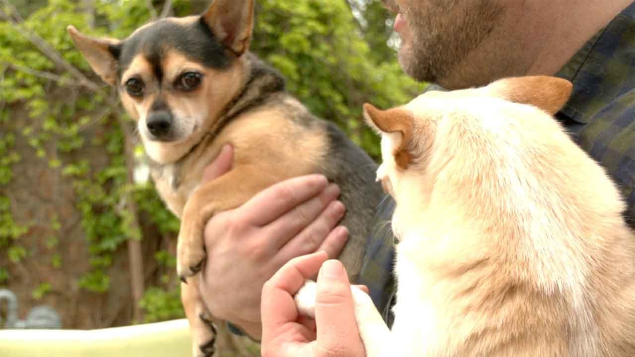 Bethany Neighborhood On Alert After Multiple Dogs Poisoned