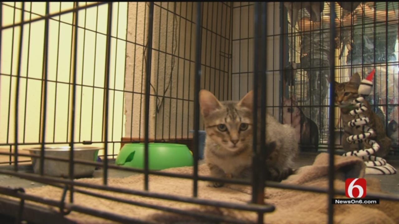Animal Shelter Event Highlights Need For Pet Adoptions In Tulsa