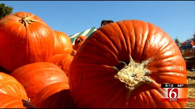 Carmichael's Pumpkin Patch In Bixby A Fall Tradition For Green Country Kids