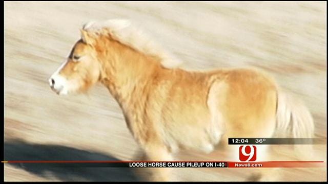 Workers Round Up Loose Miniature Horses In SE OKC