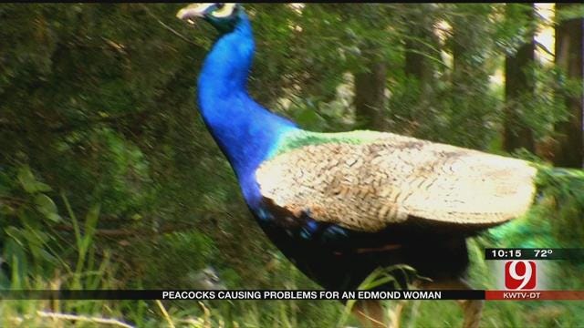 Peacocks Causing Troubles For An Edmond Woman