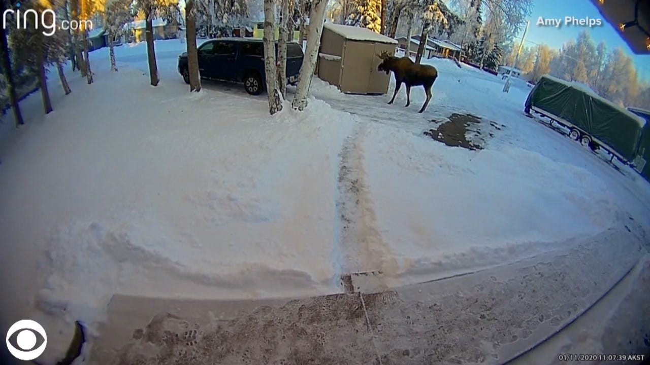 WATCH: A Moose Sneaks Up On A Man Taking Out The Trash