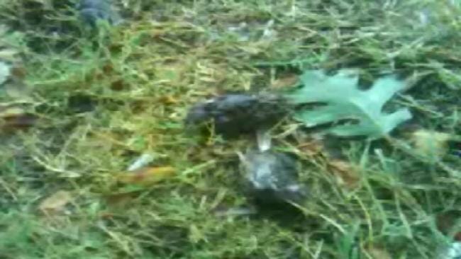 Viewer Submits Video Of Dead Birds Outside BA Walmart