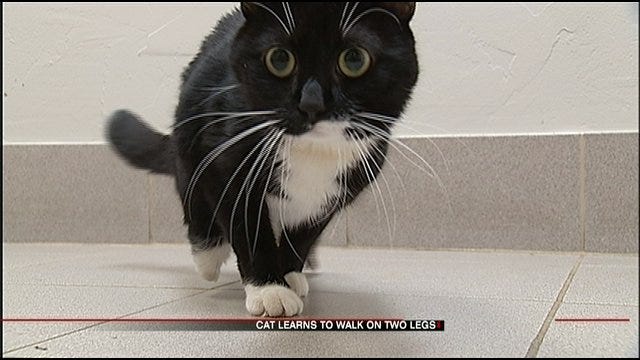 Injured Cat Adapts To Life With Two Legs