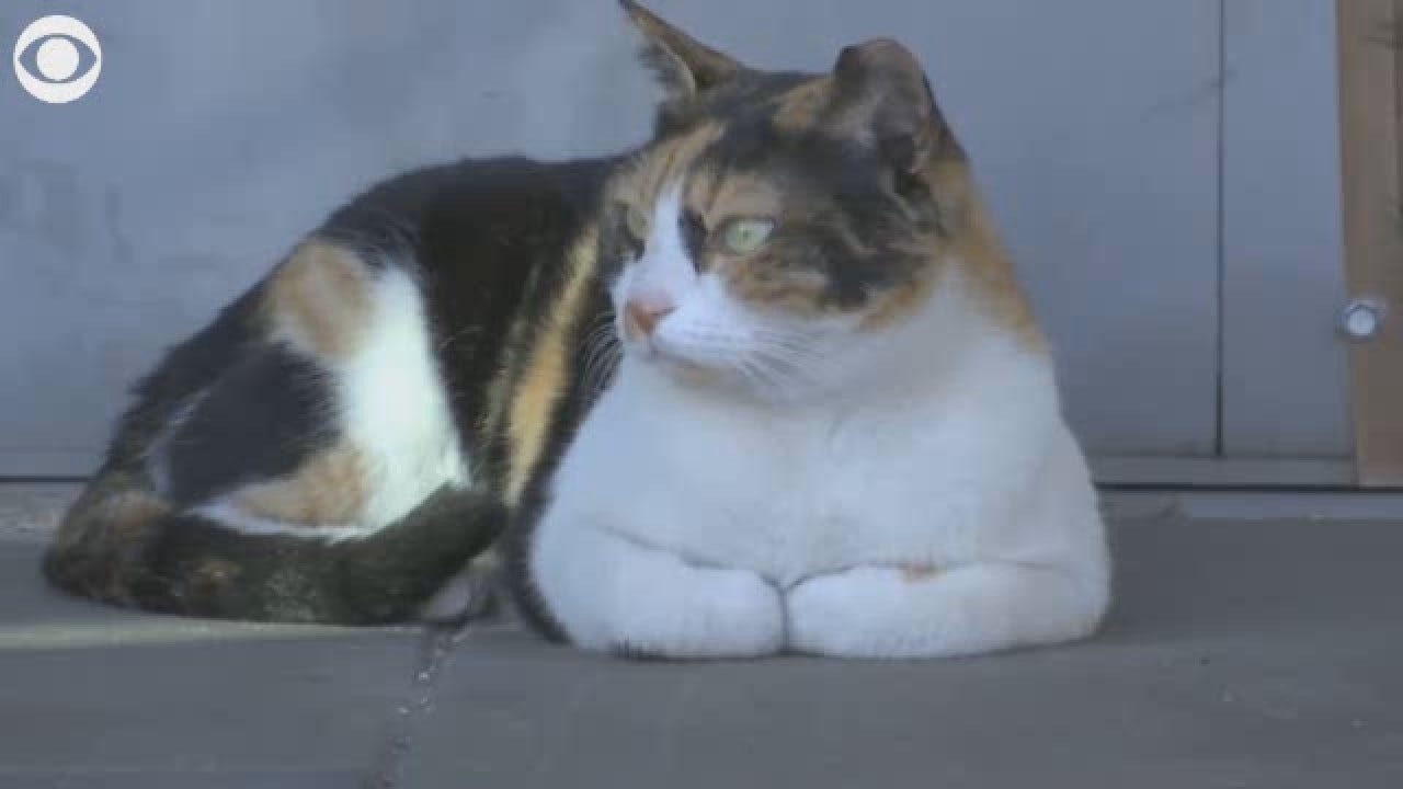 'Mitsi' The Train Cat Becomes Internet Hit