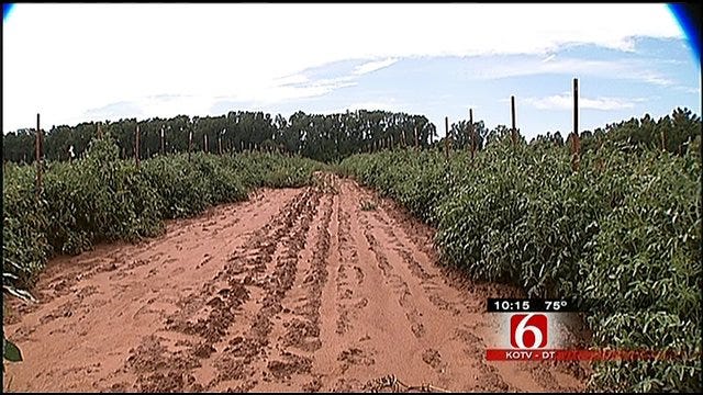 Rain, Cooler Temperatures Bring Relief For Oklahoma Farmers