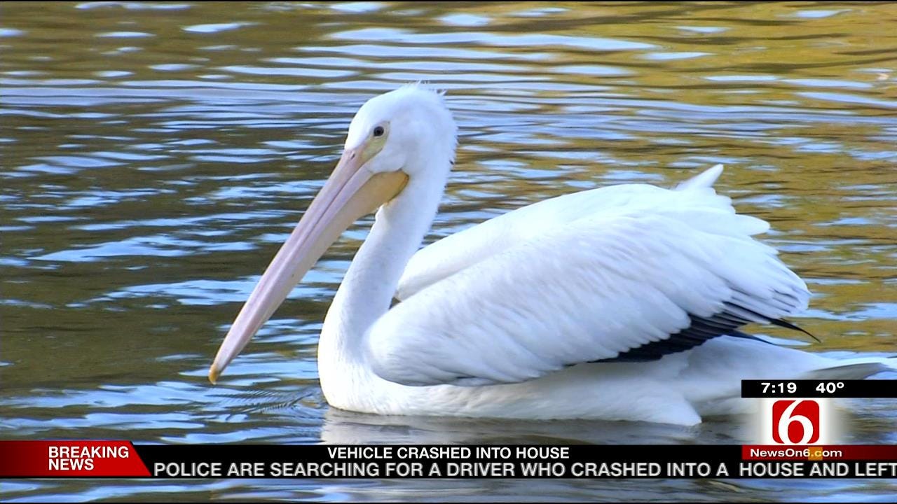 Wild Wednesday: Pelicans At The Tulsa Zoo