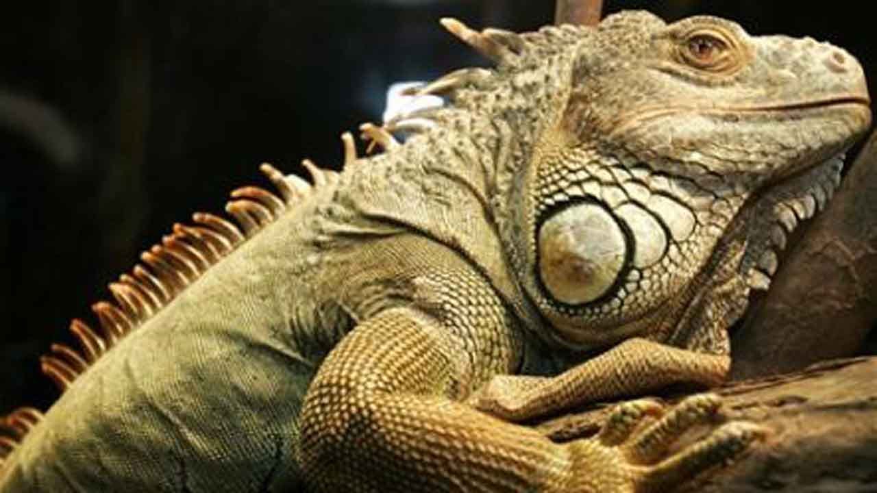 Weather Service Issues Alert For Falling Iguanas As Temperatures Drop In Florida