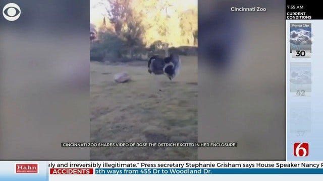 WATCH: Rose The Ostrich Loves Mornings