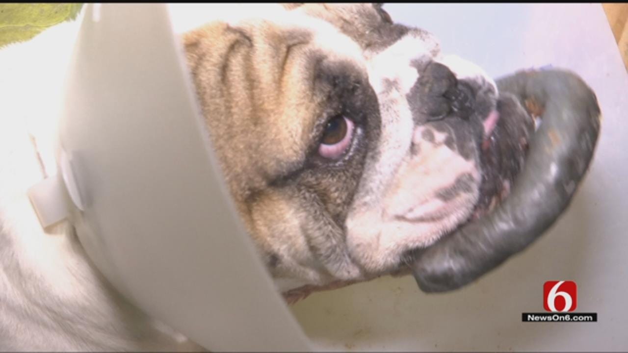 Rogers County Family Searching For Person Who Shot Bulldog In Face