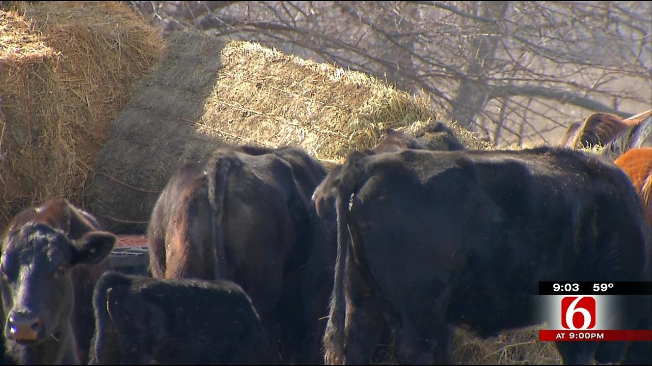 WARNING GRAPHIC CONTENT: Officials Find Dozens Of Dead Livestock In Muskogee County