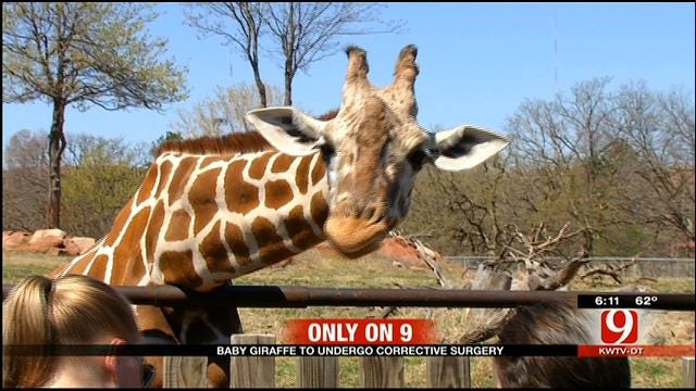Baby Giraffe At OKC Zoo To Undergo Heart Surgery