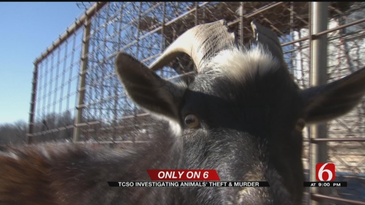 Stolen Baby Goats Recovered By Sand Springs Officers