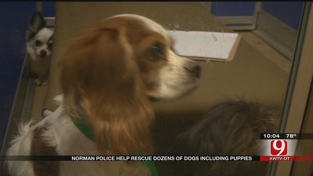 65 Dogs Rescued From Norman Home Are In Decent Health