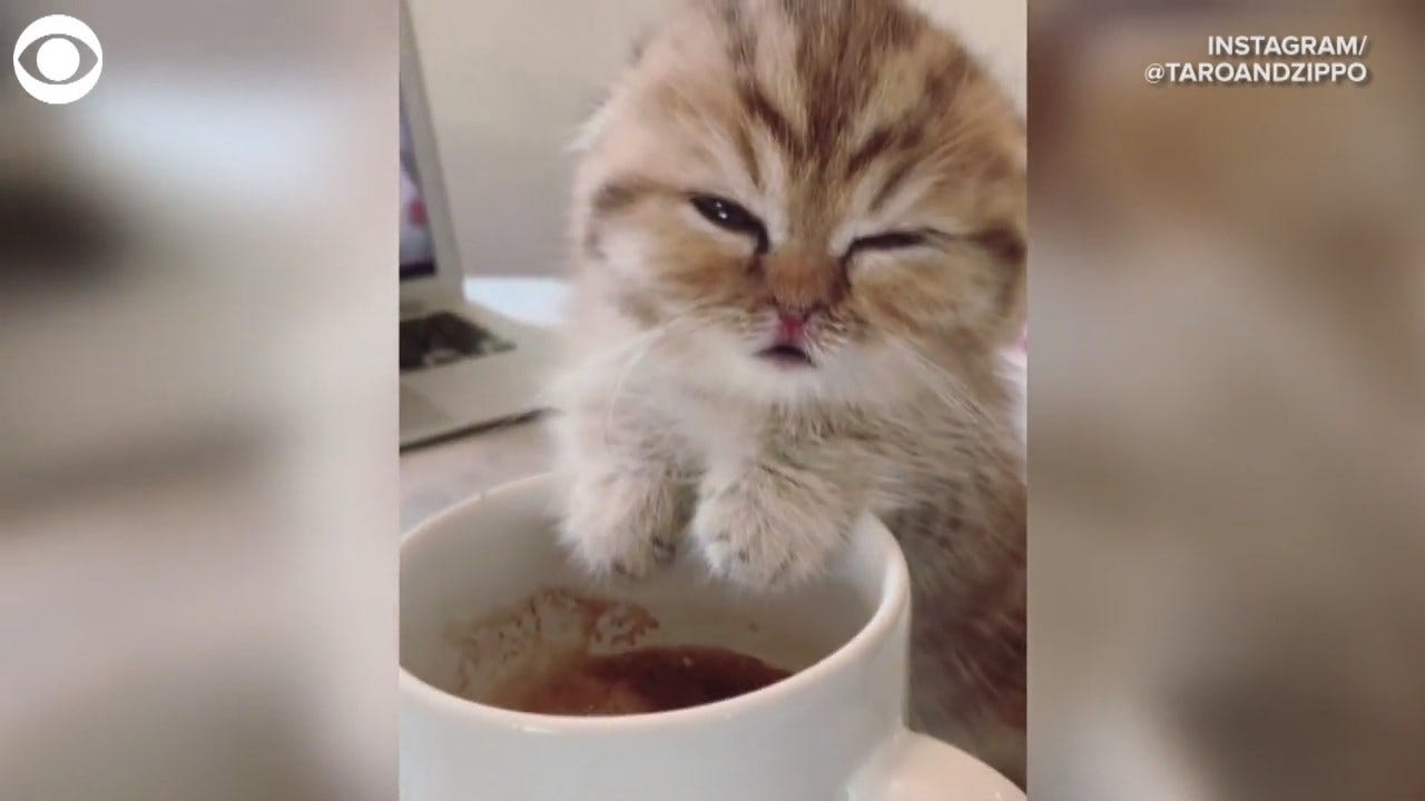 WATCH: Sleepy Kitten Struggles To Stay Awake With A Coffee Mug
