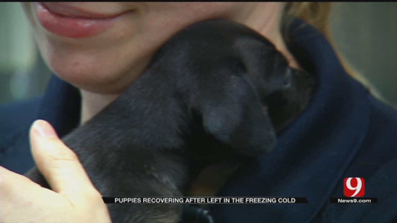Puppies Recovering After Being Left Out In Extreme Cold