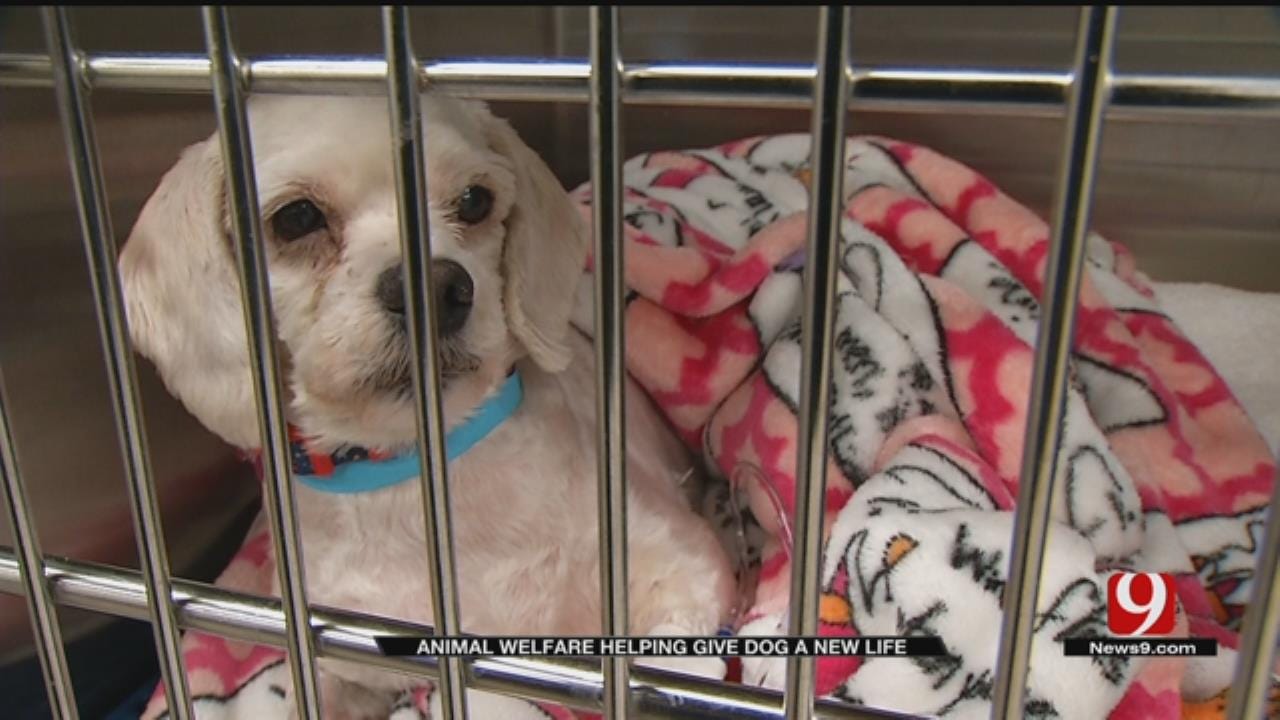 Severely Matted, Injured Dog Recovering After Rescue