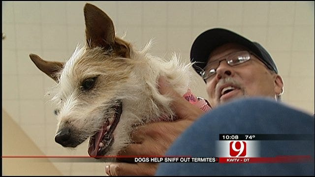 Termite-Sniffing Pooch Assists Local Exterminator