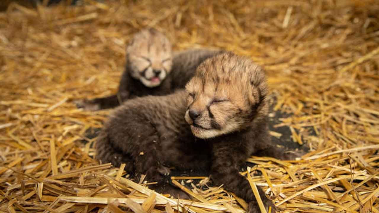 2 Cheetah Cubs Born By IVF For 1st Time In History