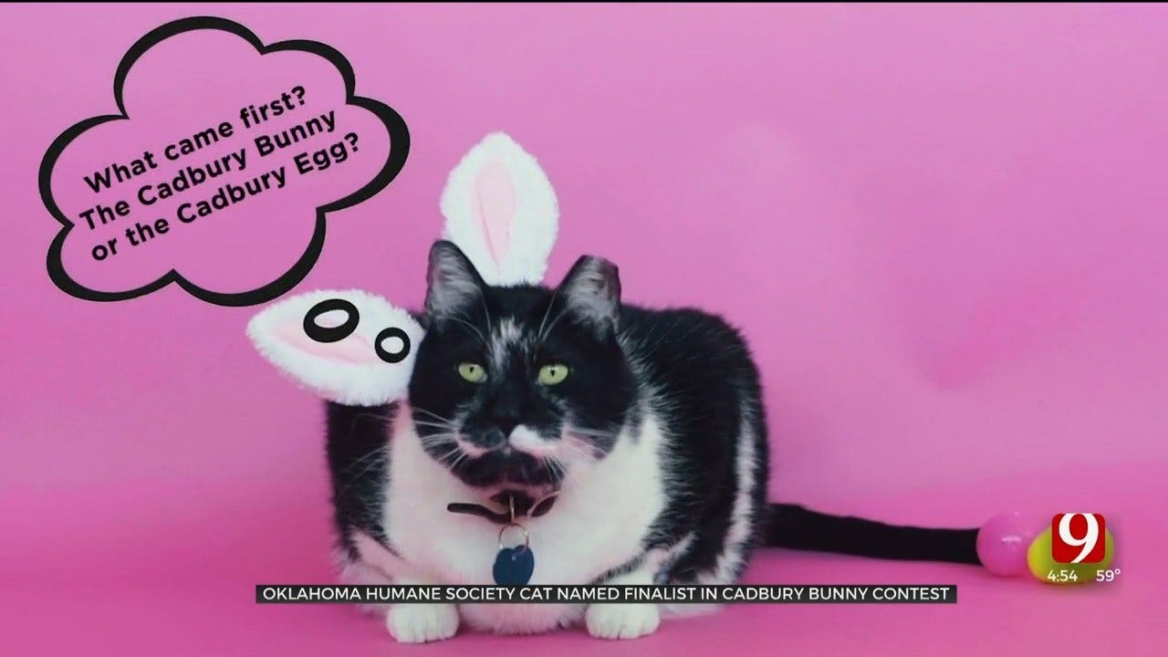 Oklahoma Humane Society Cat Named Finalist In Cadbury Bunny Contest