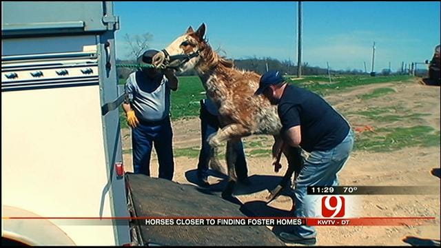 Seminole County Horses Recovering After Rescued From Deadly Conditions