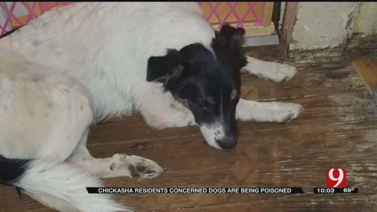 Dog Owners Express Poison Concerns