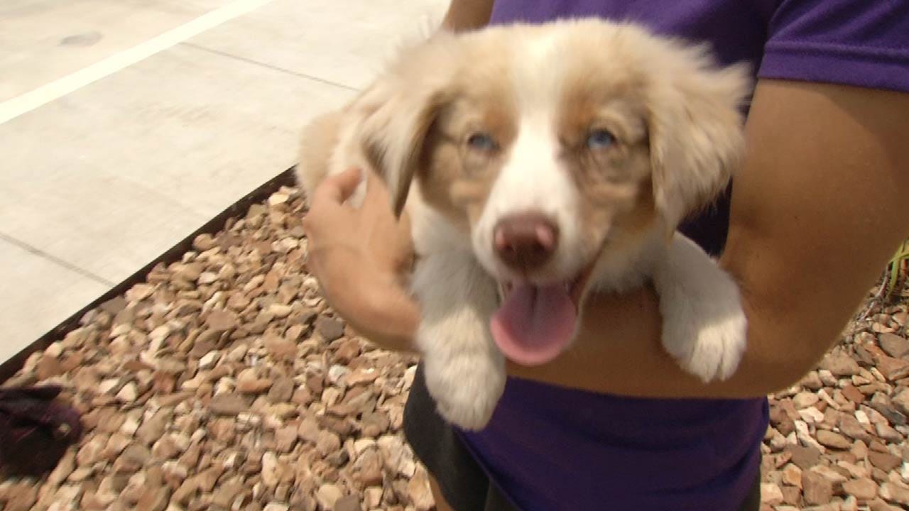 Security Footage, Facebook Post Lead McAlester Police To Stolen Puppy
