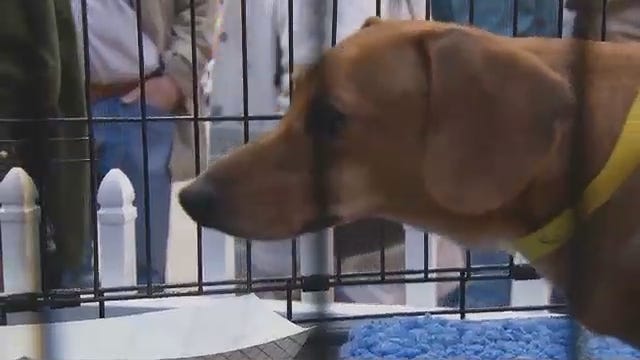 Sand Springs Puppy Mill Dogs Finding Homes At Home And Garden Show