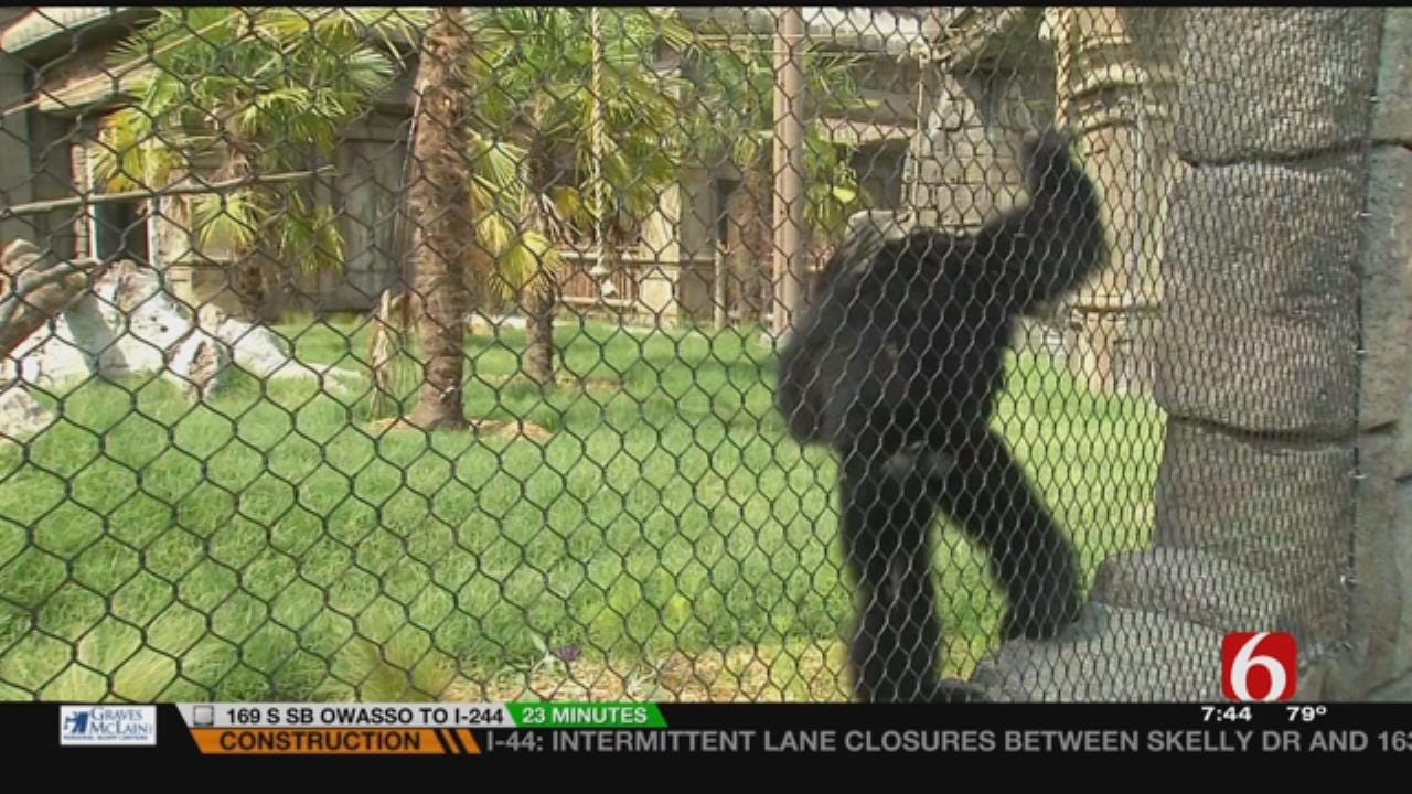 Wild Wednesday: Siamangs At The Tulsa Zoo's Lost Kingdom Exhibit