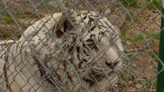 White Tiger In Wagoner County Enjoys The Cold Weather